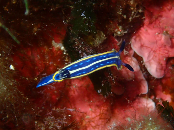 Felimare tricolor