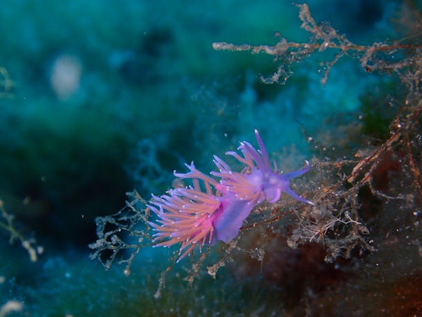 Flabellina affinis