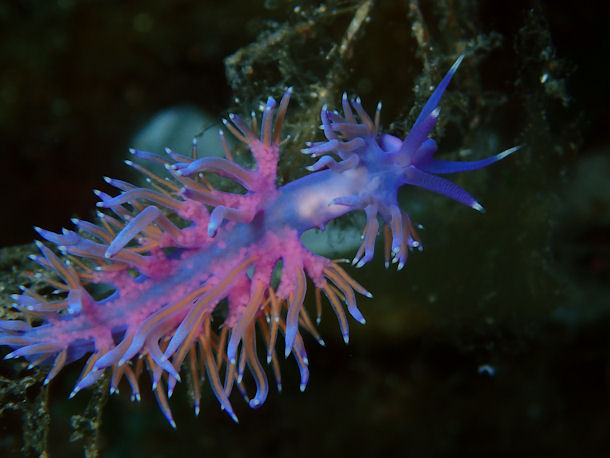 Flabellina affinis