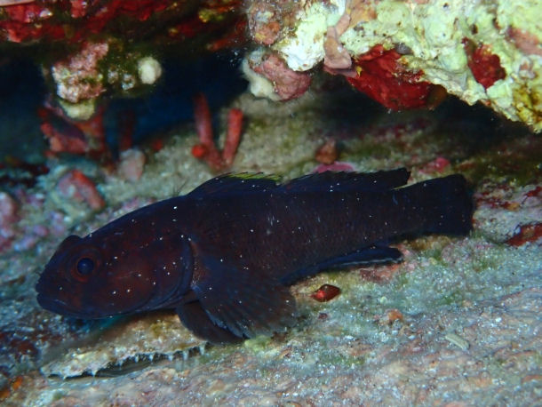 Gobius paganellus