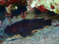 Schwarzgrundel Gobius paganellus