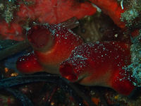 Rote Seescheide Halocynthia papillosa