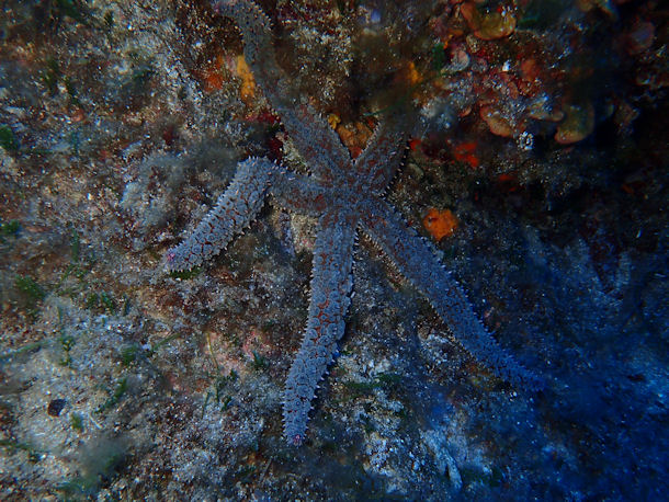 Eisseestern Marthasterias glacialis