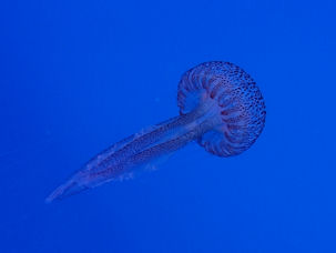 Leuchtqualle Pelagia noctiluca