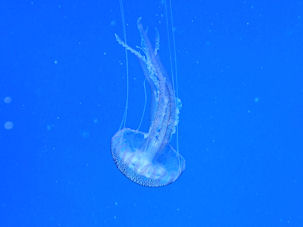 Leuchtqualle Pelagia noctiluca