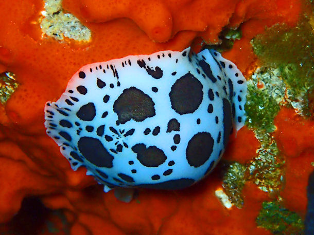 Peltodoris atromaculata