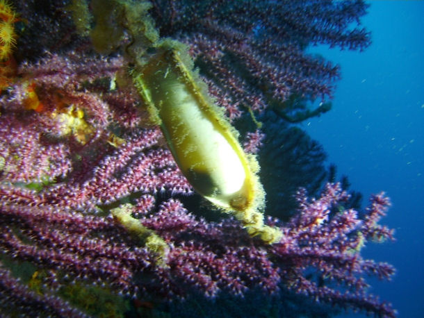 Ei des Katzenhais Scyliorhinus canicula