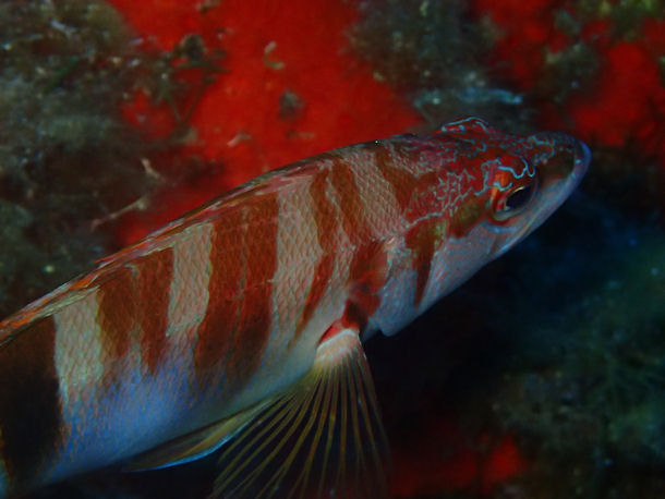 Serranus scriba