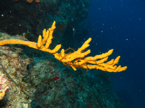 Aixinella polypoides