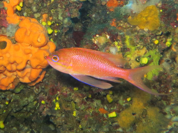 Anthias anthias