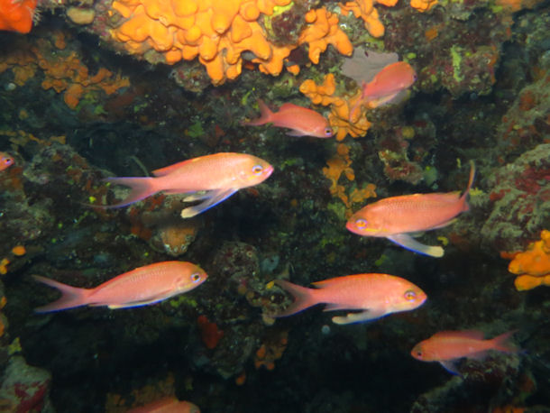 Anthias anthias