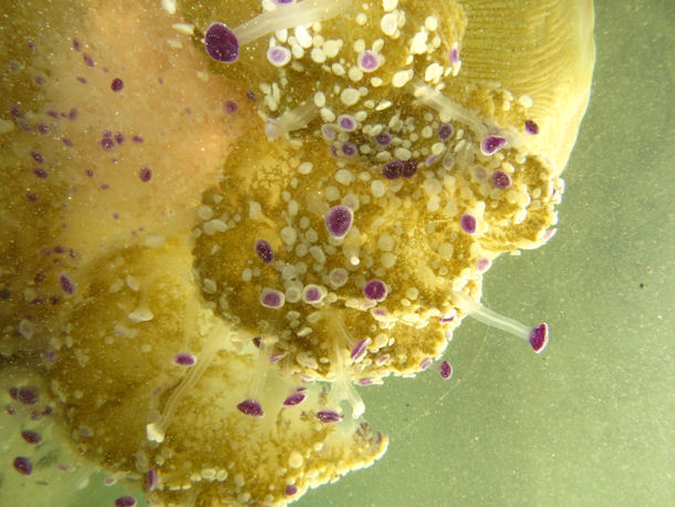 Spiegeleiqualle Cotylorhiza tuberculata