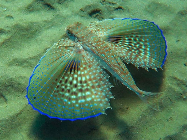 Dactylopterus volitans