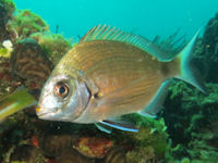 Diplodus annularis