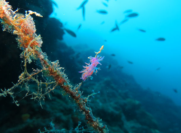 Flabellina affinis