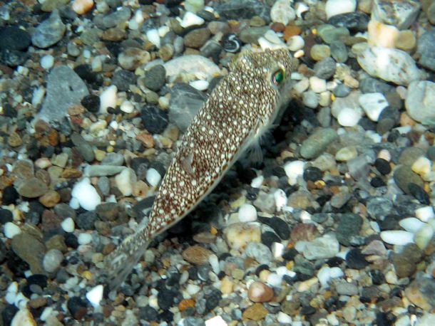 Hasenkopf-Kugelfisch Torquigener flavimaculosus