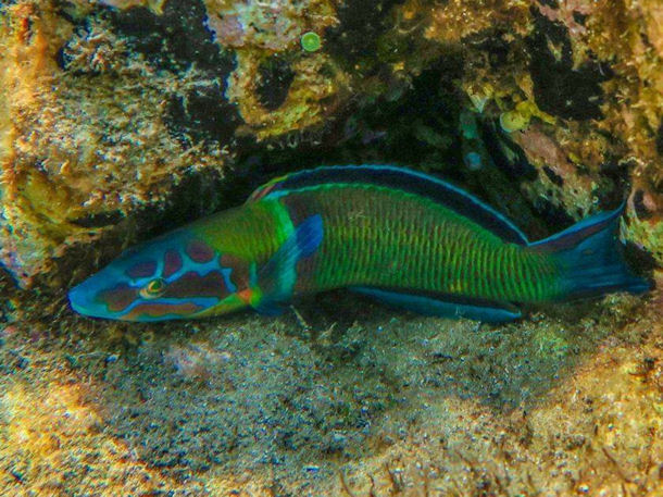 Thalassoma pavo