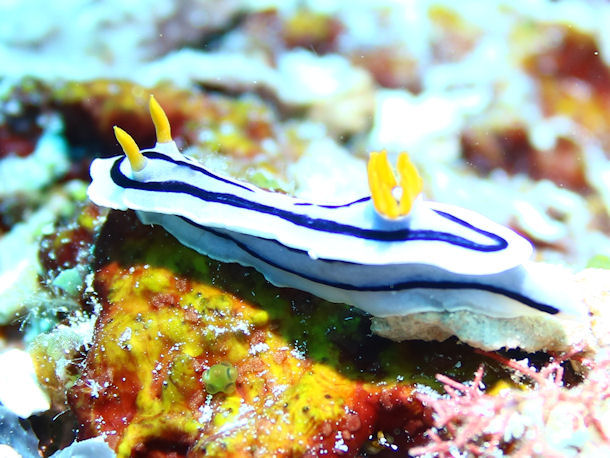 Chromodoris lochi