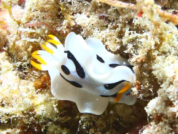 Chromodoris lochi