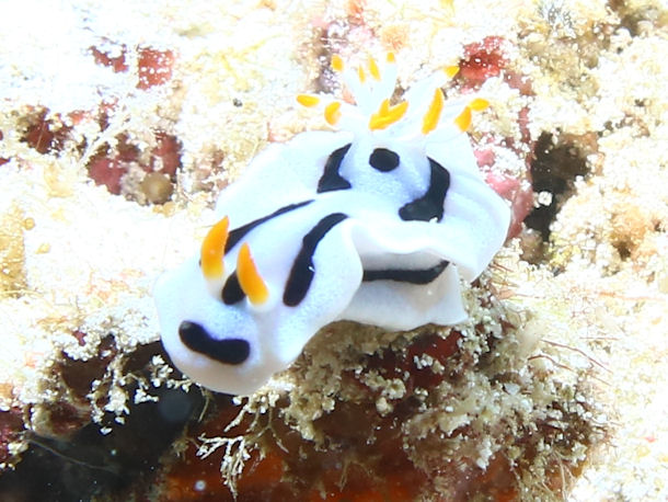 Chromodoris lochi