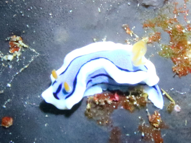 Chromodoris lochi