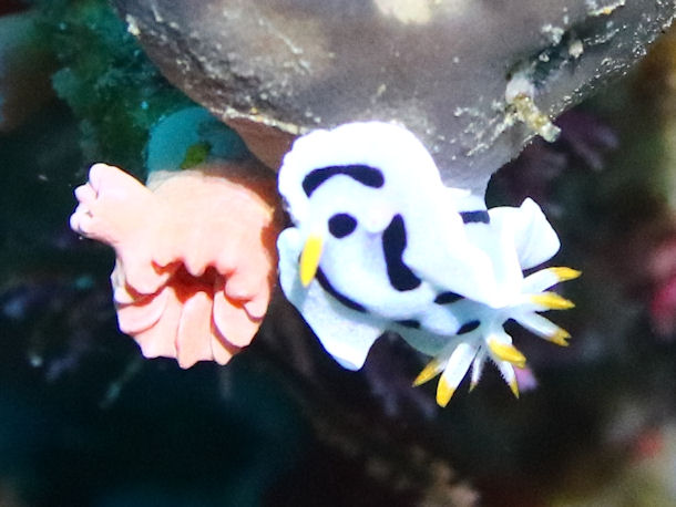 Chromodoris lochi