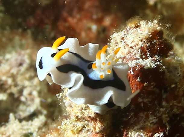 Chromodoris lochi