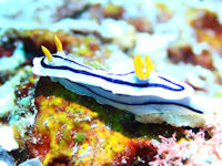 Chromodoris lochi