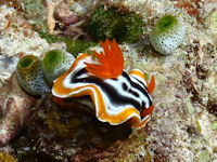 Chromodoris magnifica