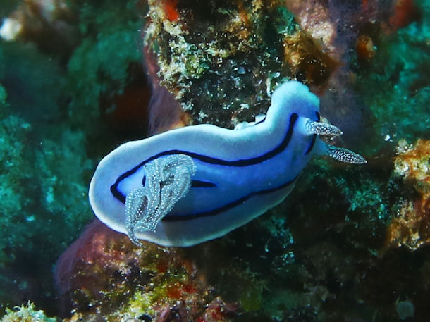 Chromodoris willani