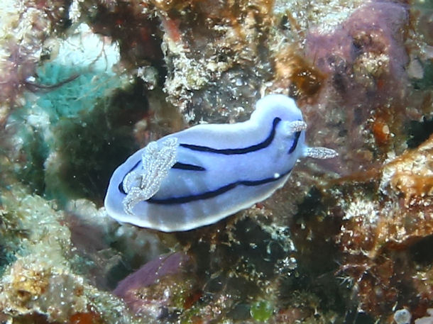 Chromodoris willani