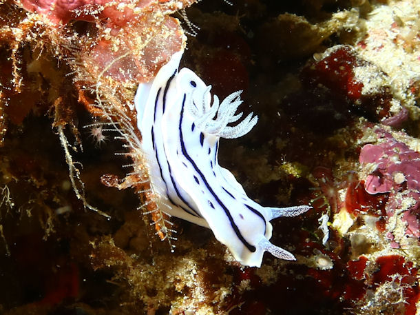 Chromodoris willani