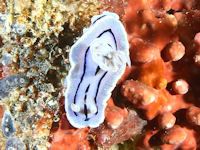 Chromodoris willani