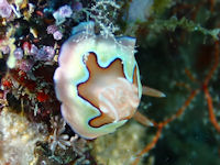 Goniobranchus coi