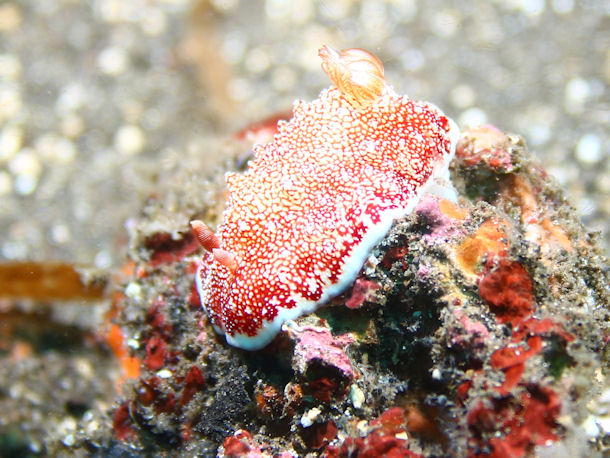 Goniobranchus reticulatus