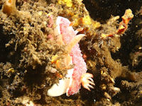 Goniobranchus reticulatus