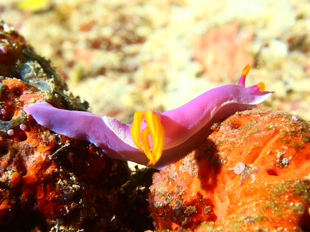 Hypselodoris apolegma