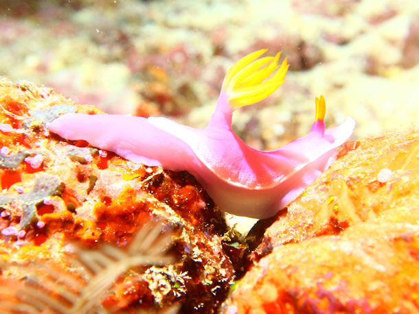 Hypselodoris apolegma