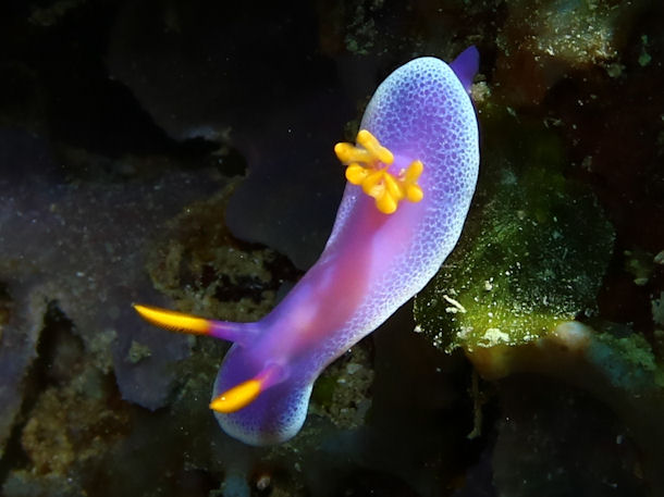 Hypselodoris apolegma