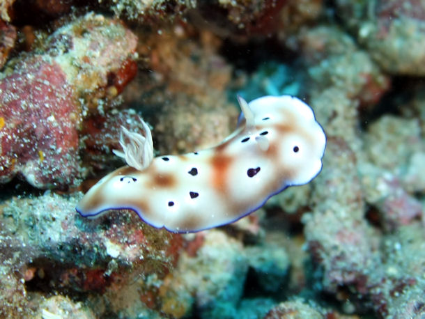 Hypselodoris tryoni