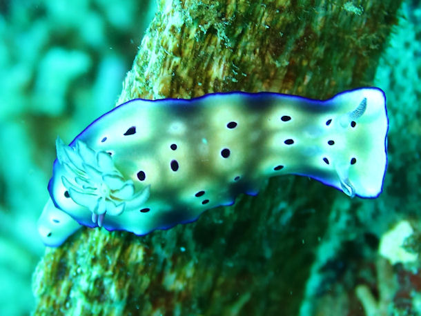 Hypselodoris apolegma