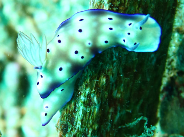 Hypselodoris apolegma