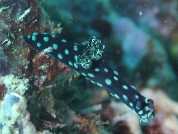 Nembrotha cristata