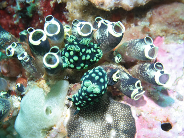 Nembrotha cristata