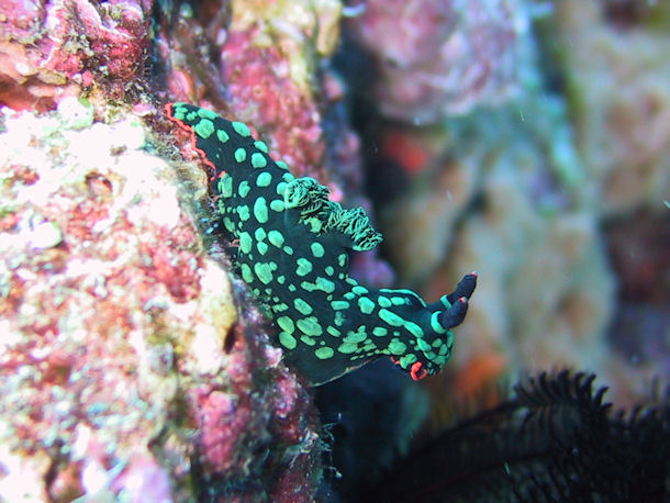 Nembrotha kubaryana