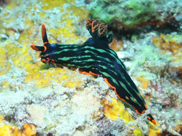 Nembrotha kubaryana