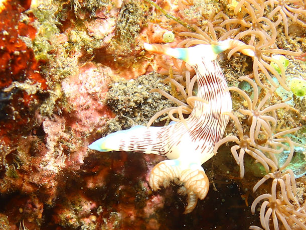 Nembrotha lineolata