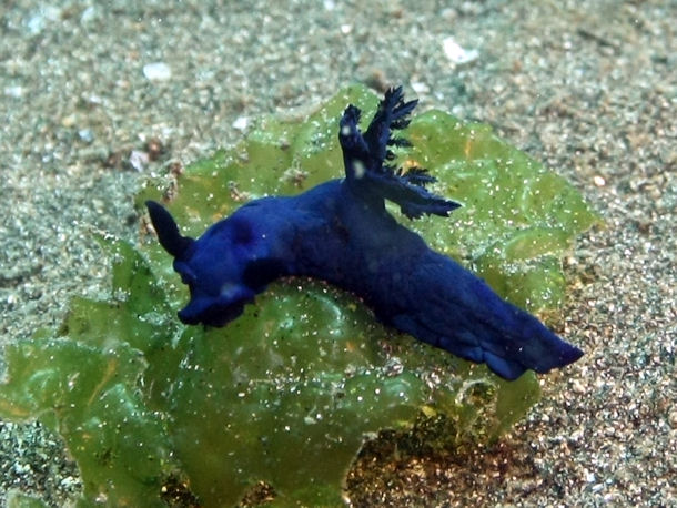 Nembrotha milleri