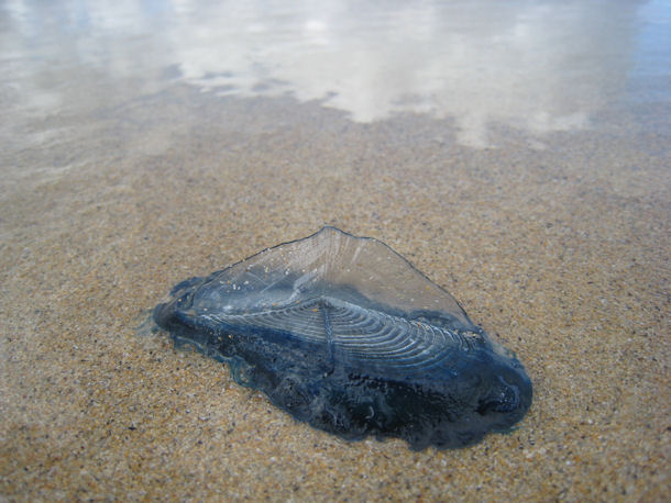 Segelqualle Velella velella