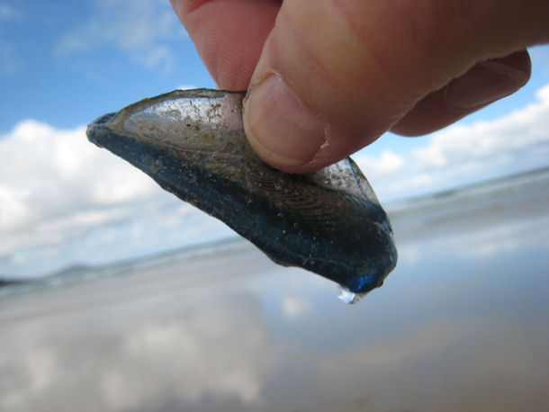 Segelqualle Velella velella